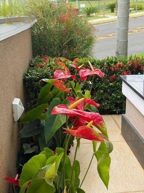 Foto 19