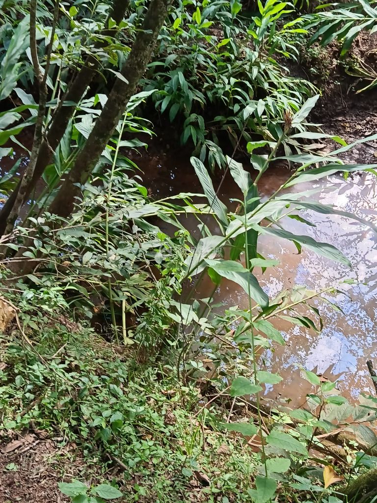 Terreno á venda em Cambuí, Mg. — foto 4