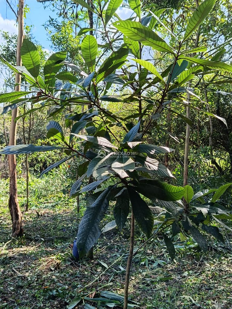 Terreno á venda em Cambuí, Mg. — foto 8