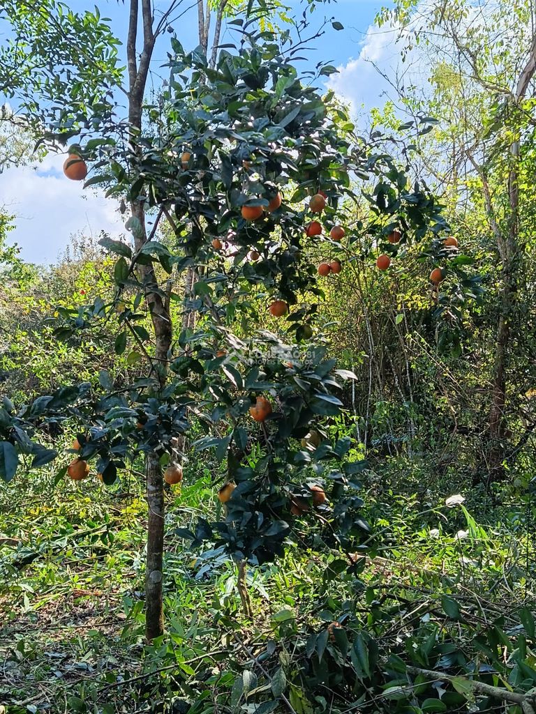 Terreno á venda em Cambuí, Mg. — foto 9