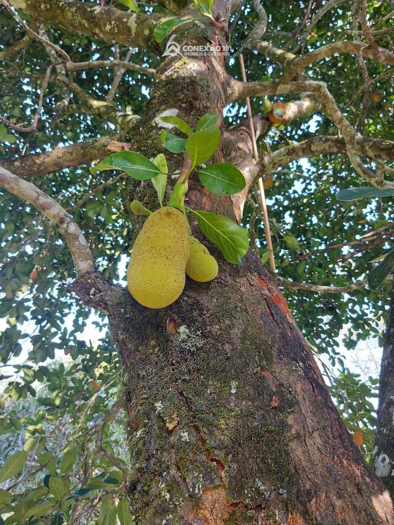 Terreno Rural à Venda em Cambuí, MG -30650 — foto 7