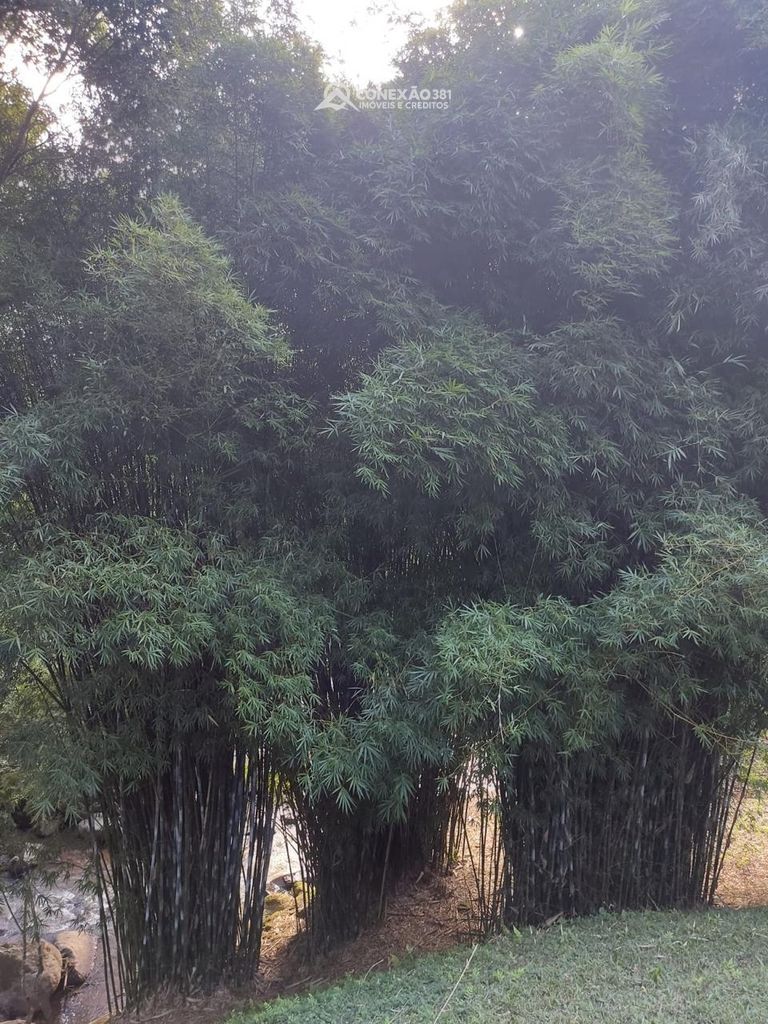 Terreno Rural à Venda em Cambuí, MG -30650 — foto 23