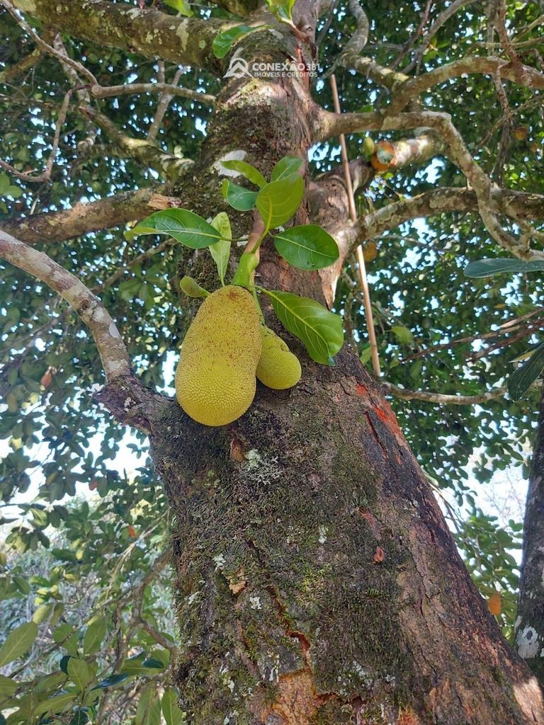 Terreno Rural à Venda em Cambuí, MG -30650 — foto 21
