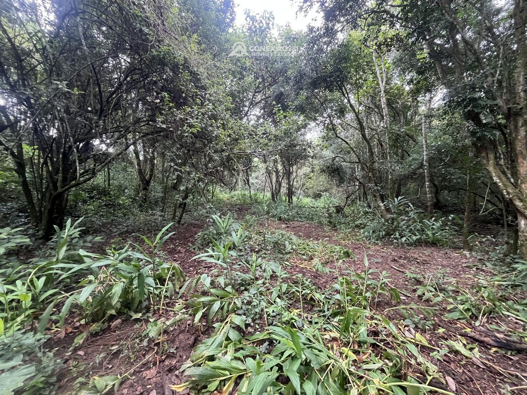 Terreno Rural à Venda em Cambuí, MG — foto 5