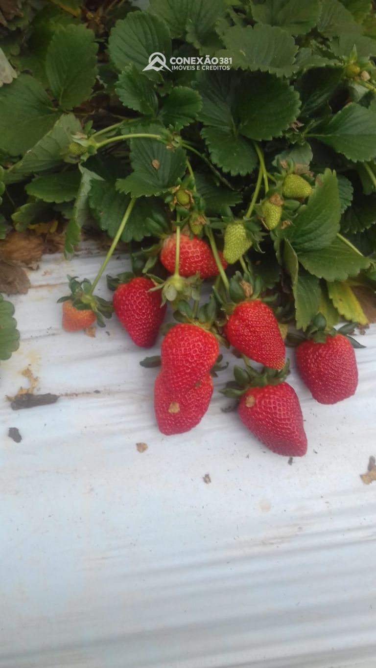 Terreno Rural à Venda em Cambuí, MG — foto 25