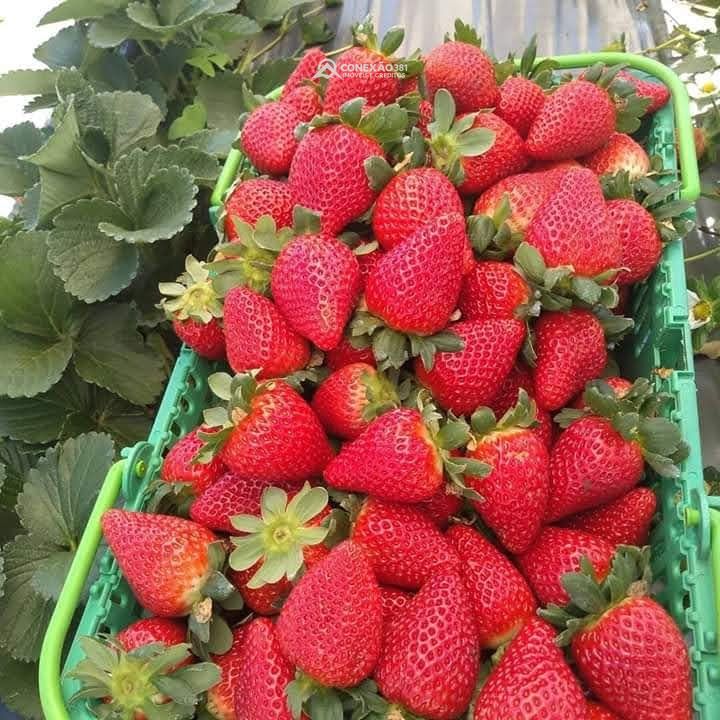 Terreno Rural à Venda em Cambuí, MG — foto 24