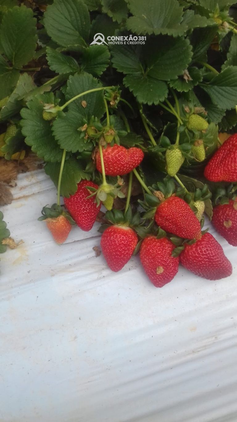 Terreno Rural à Venda em Cambuí, MG — foto 23