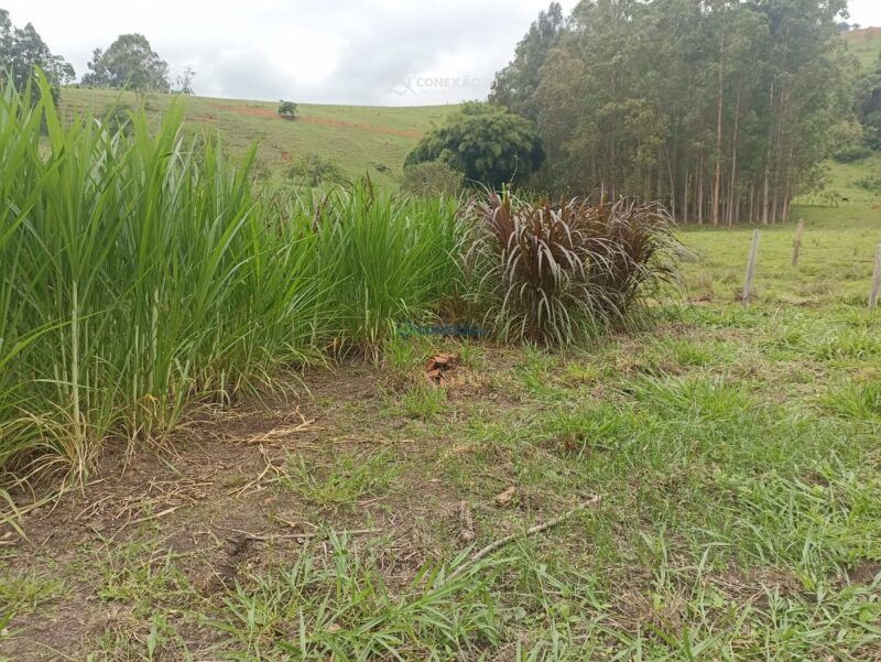 Chácara à venda em Corrego do Bom Jesus, MG — foto 10