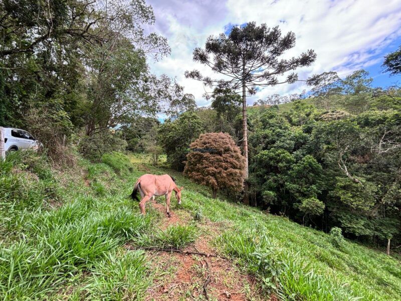 Terreno rural à venda em Cambui, MG — foto 14