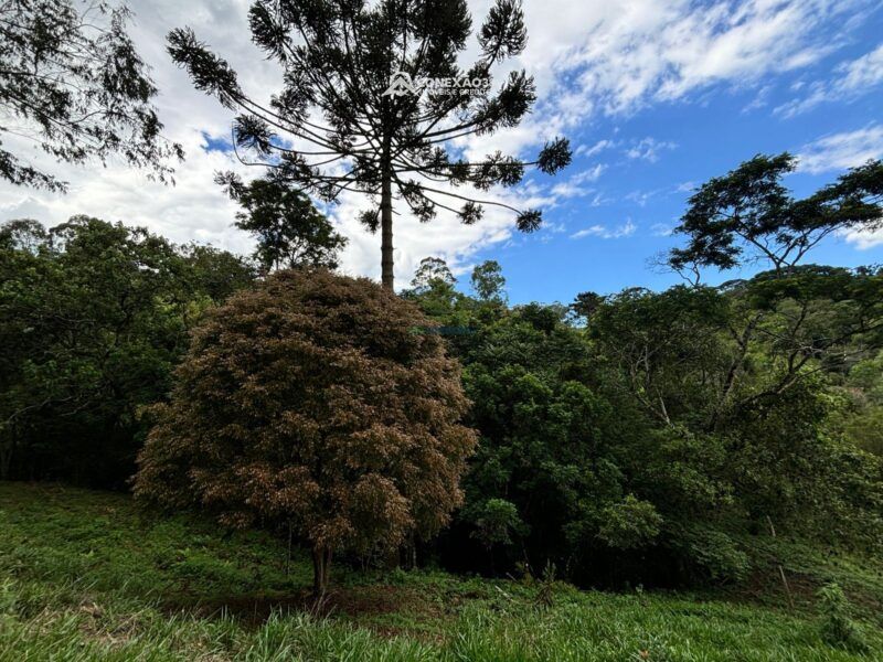 Terreno rural à venda em Cambui, MG — foto 13