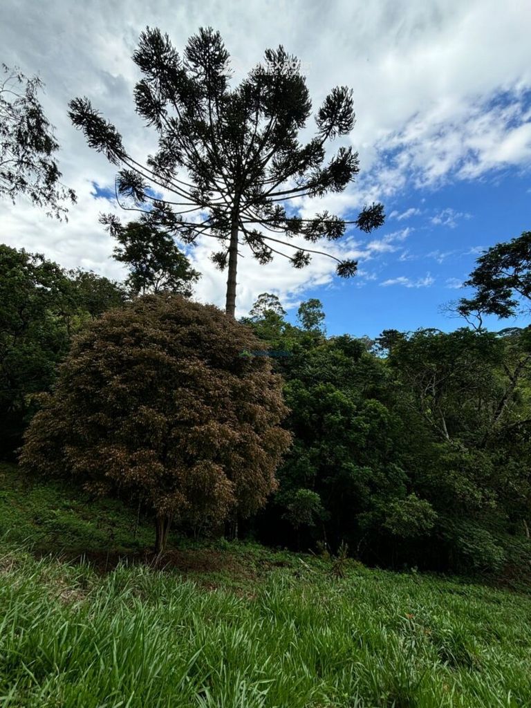 Terreno rural à venda em Cambui, MG — foto 12