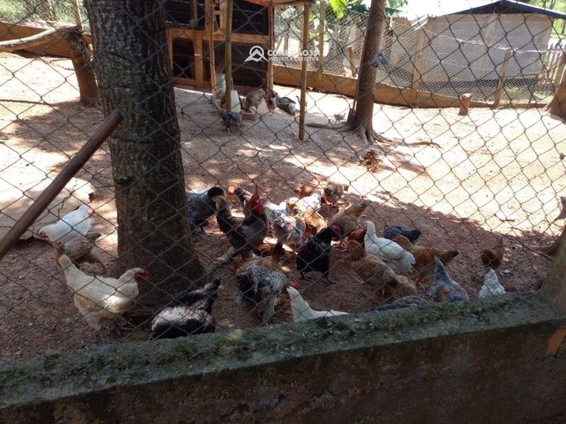 Chácara à venda em Cambuí, MG — foto 19