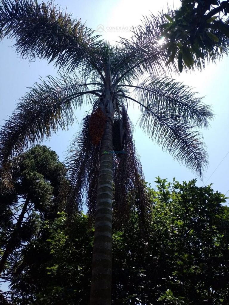 Chácara à venda em Cambuí, MG — foto 23