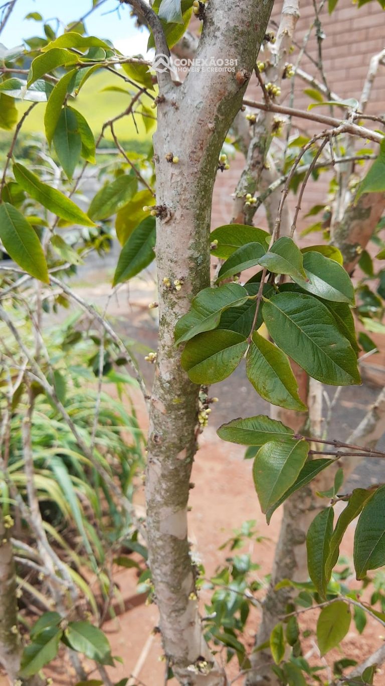 Chácara à venda em Cambuí, MG — foto 63