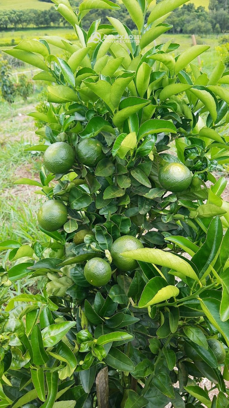 Chácara à venda em Cambuí, MG — foto 118