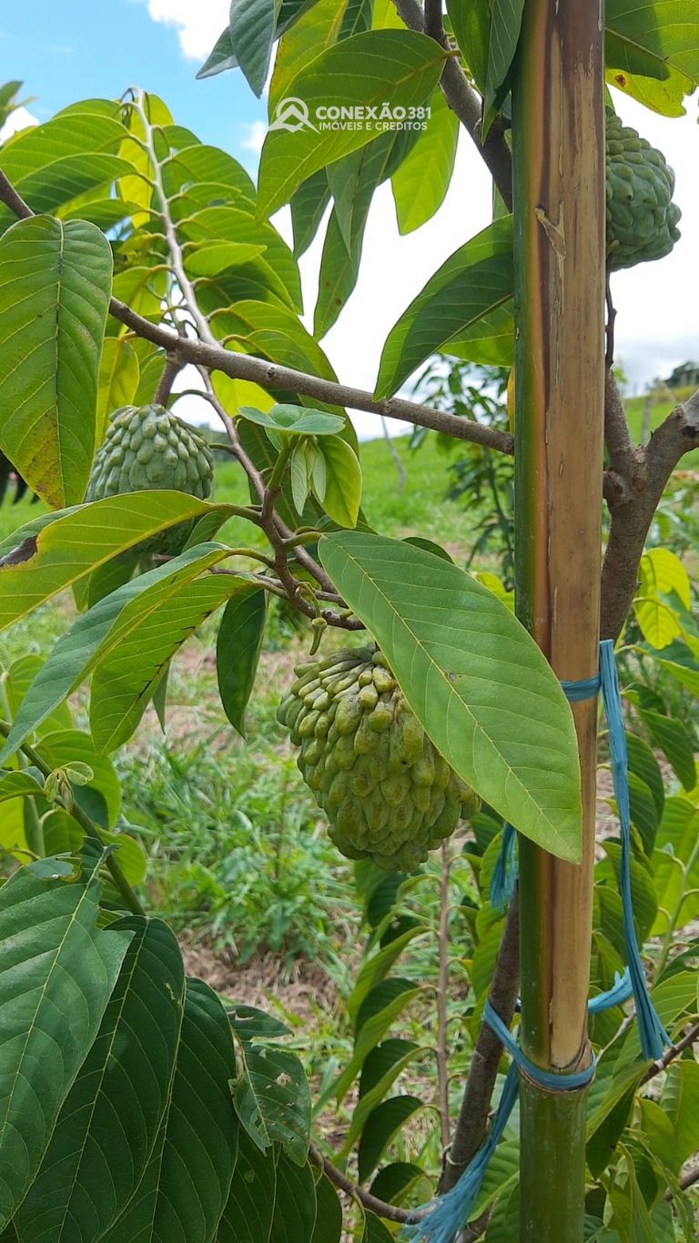 Chácara à venda em Cambuí, MG — foto 126