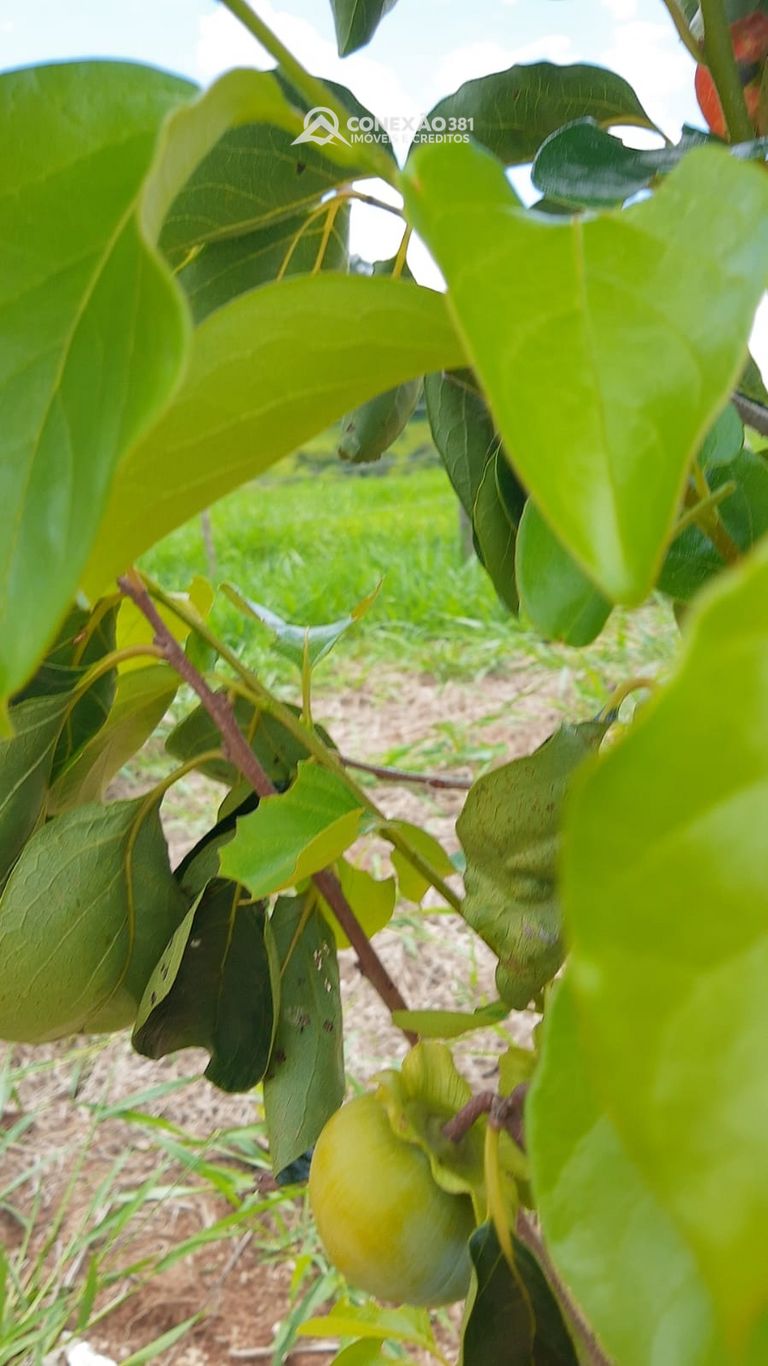 Chácara à venda em Cambuí, MG — foto 128