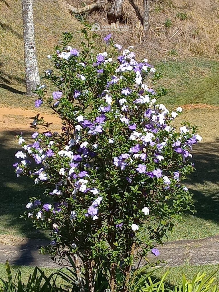 Sítio à venda em Bom Repouso, MG — foto 11