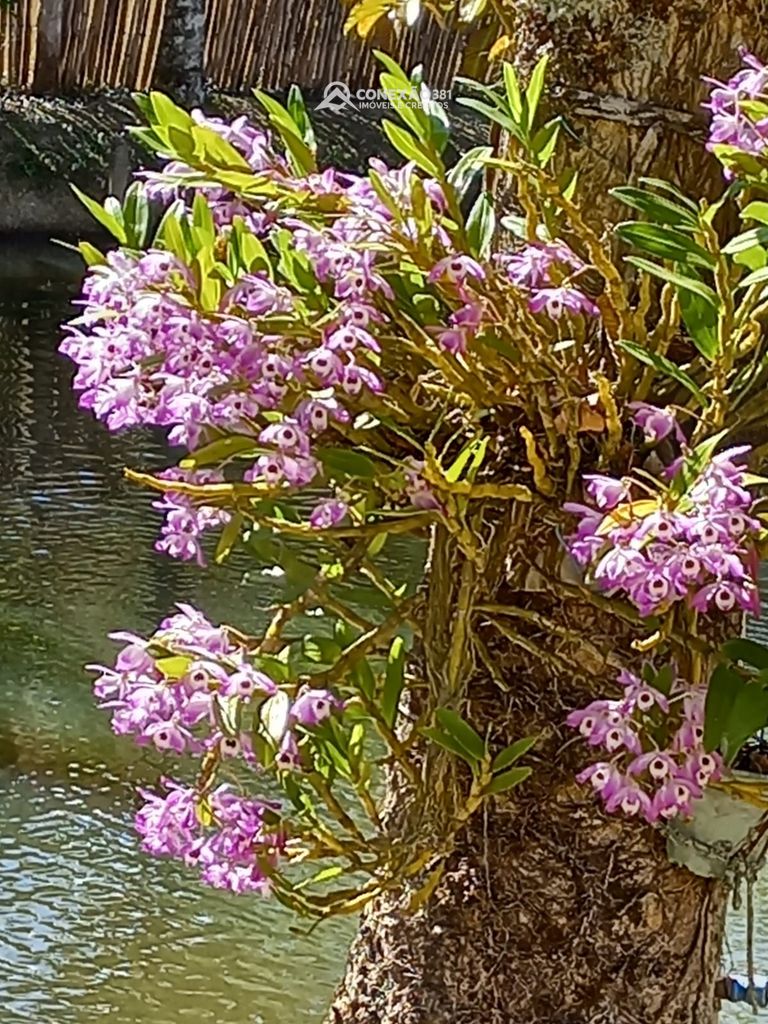 Sítio à venda em Bom Repouso, MG — foto 7