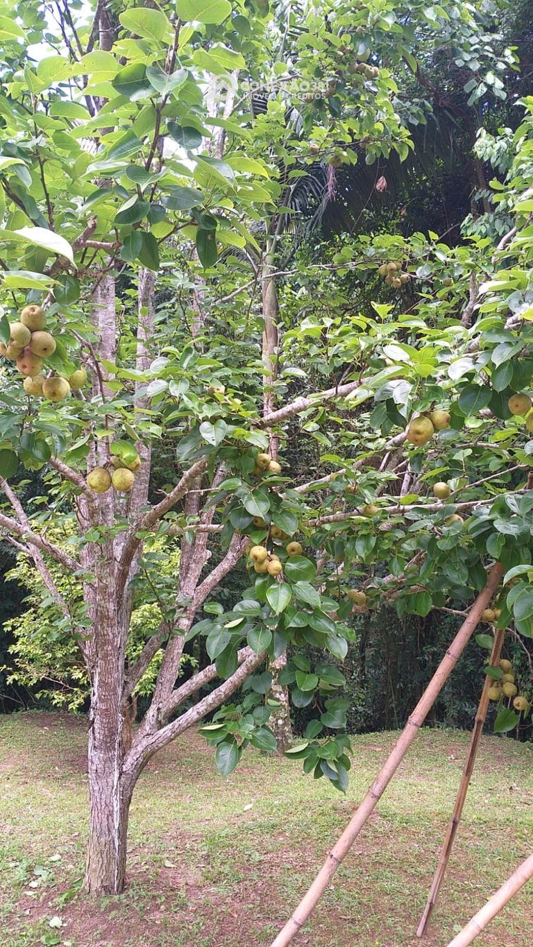 Sítio à venda em Bom Repouso, MG — foto 27