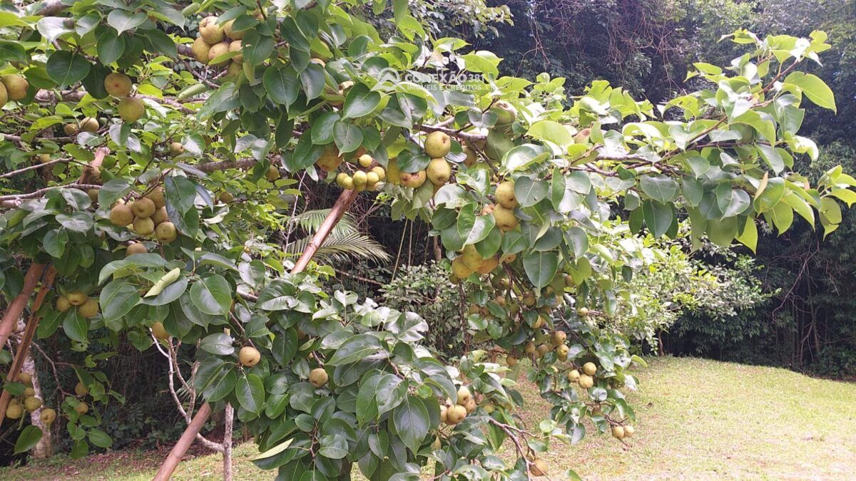 Sítio à venda em Bom Repouso, MG — foto 31
