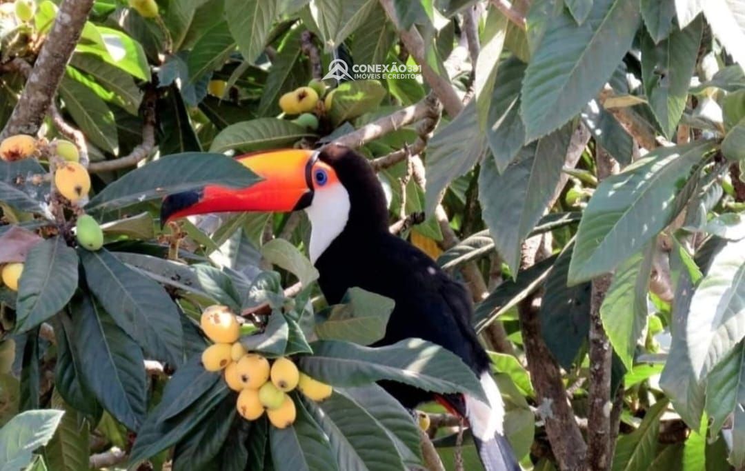 Casa de alto padrão à venda em Cambuí, MG — foto 18