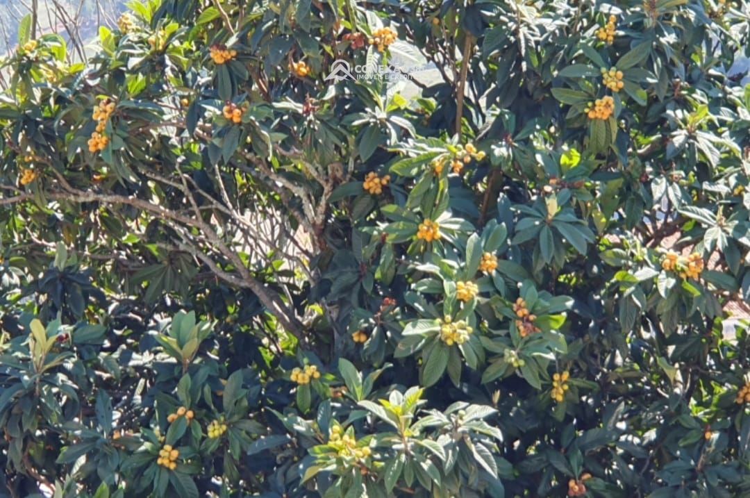 Casa de alto padrão à venda em Cambuí, MG — foto 14