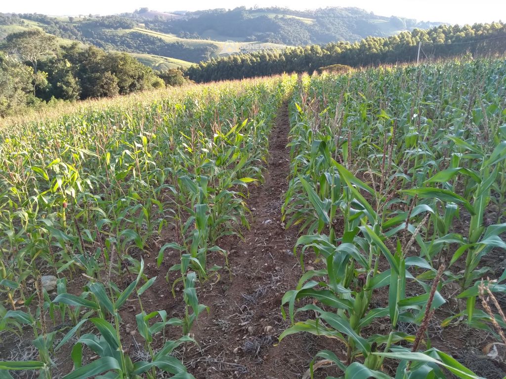 Fazendo à venda no Sul de Minas – MG 8331 — foto 8