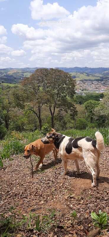 Terreno à venda em Bueno Brandão, MG — foto 5