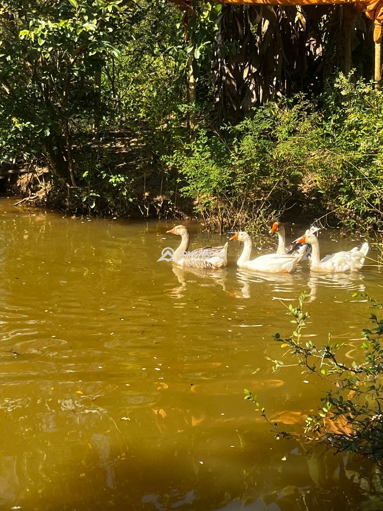 Chácara à venda no Córrego do Bom Jesus, MG — foto 27