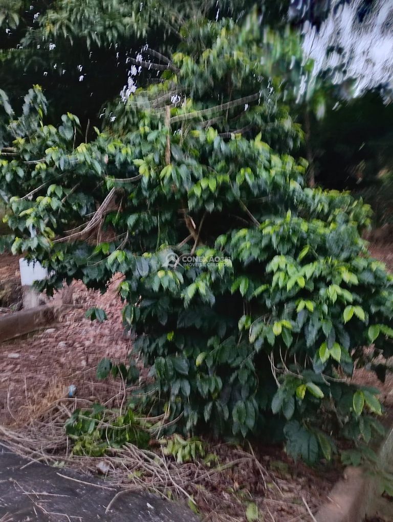 Chácara á venda em Estiva,MG — foto 6