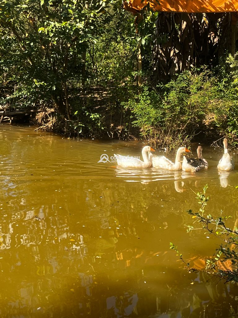 Chácara à venda no Córrego do Bom Jesus, MG — foto 26