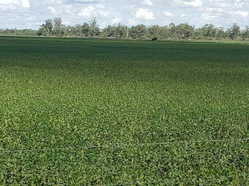 Área à Venda com 396ha Rio Grande do Sul, Cacequi-RS