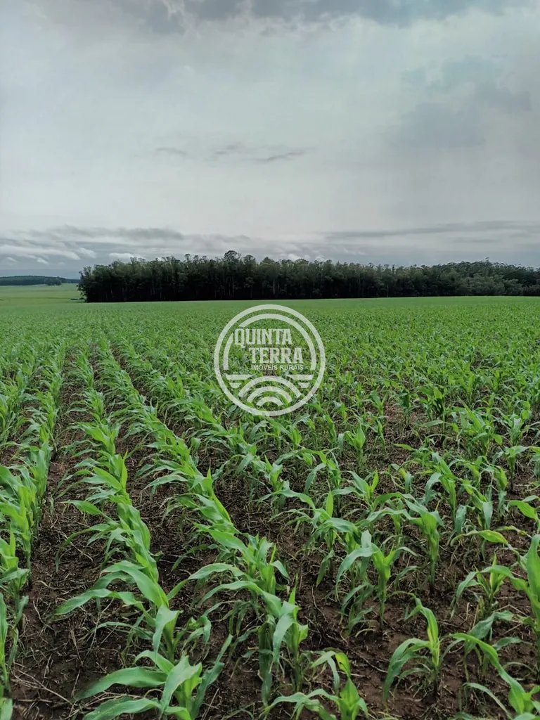 Área à Venda com 277ha - foto 6