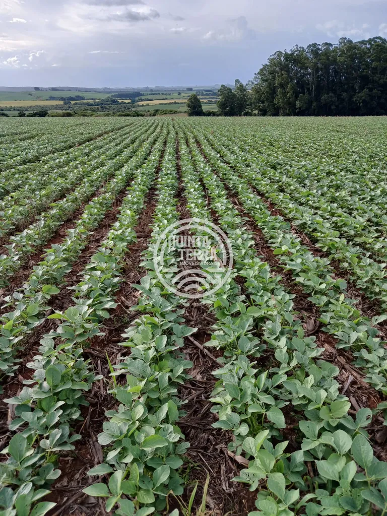 Área à Venda com 277ha - foto 7