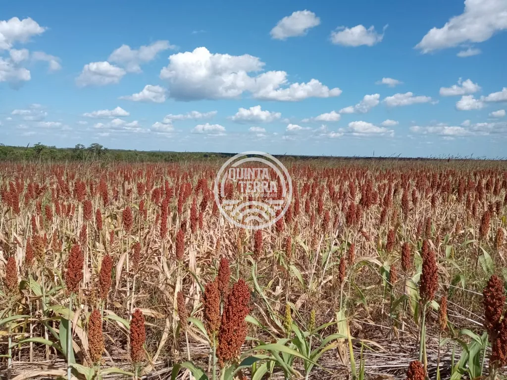 Área à Venda com 338ha - foto 2
