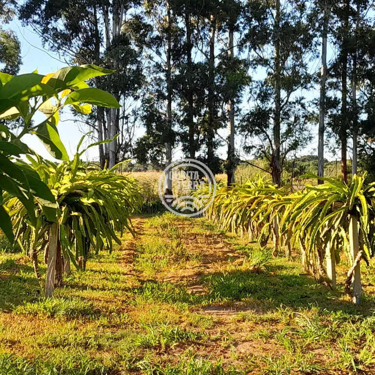 Área à Venda com 98ha - foto 4