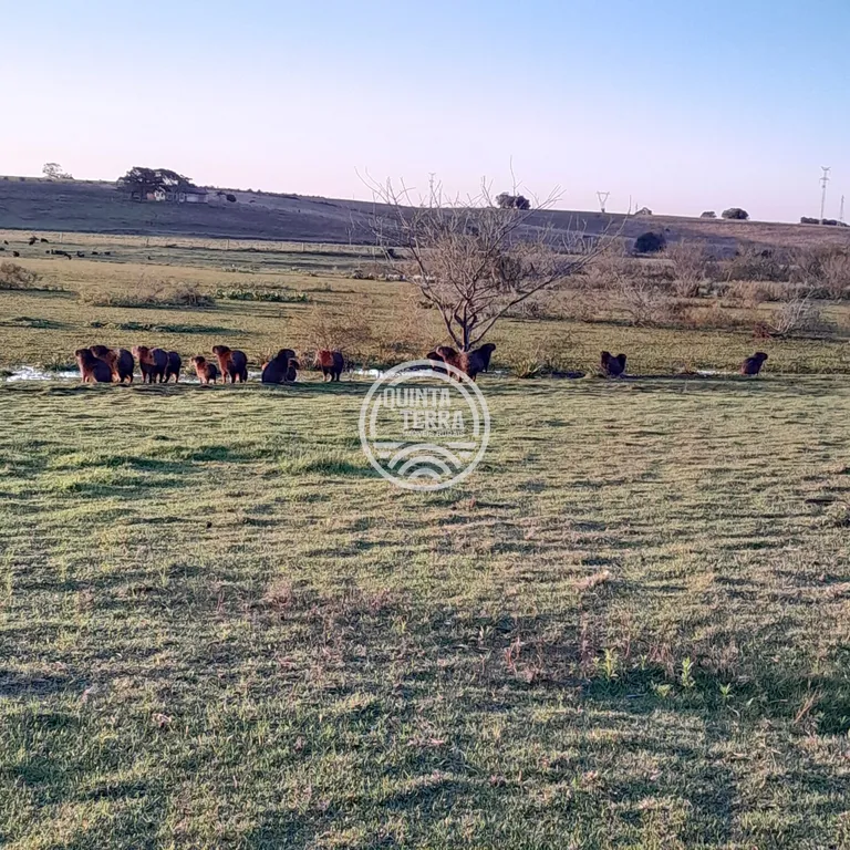 Área à Venda com 98ha - foto 12