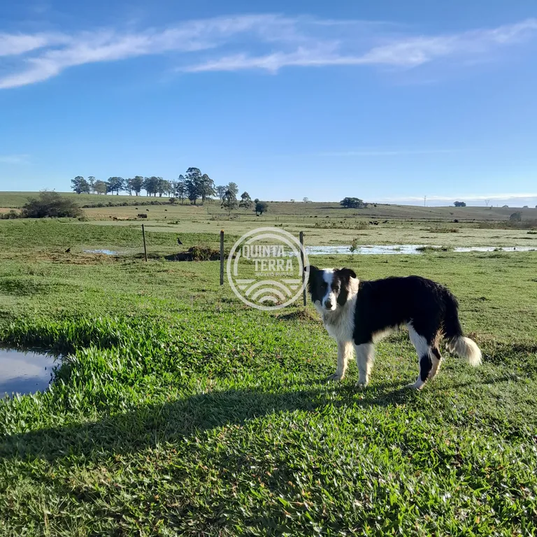 Área à Venda com 98ha - foto 14