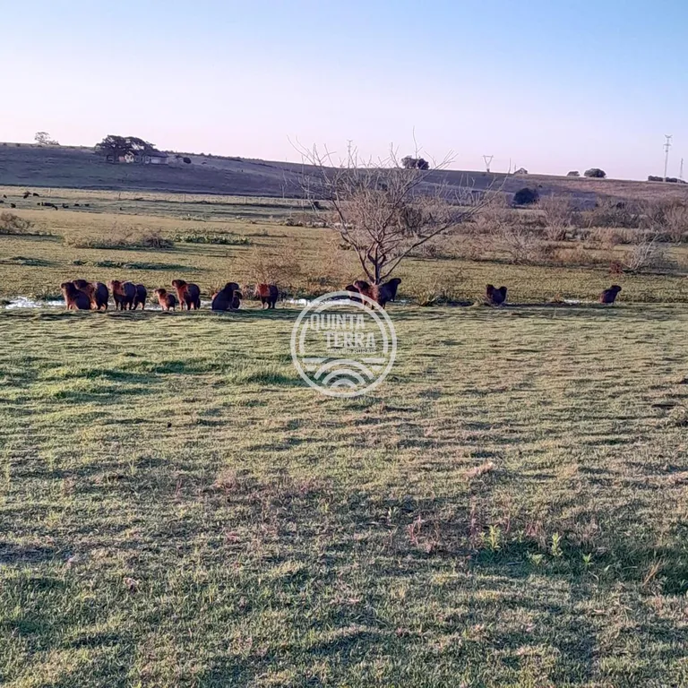 Área à Venda com 98ha - foto 20