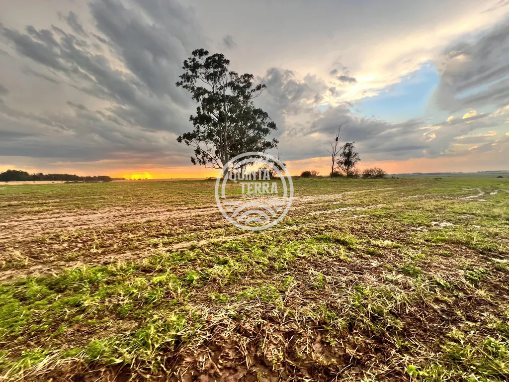 Área à Venda com 264ha - foto 4