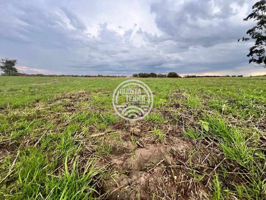 Área à Venda com 264ha - foto 13