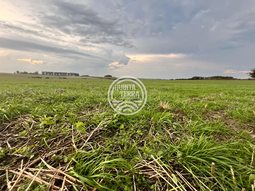 Área à Venda com 264ha - foto 19