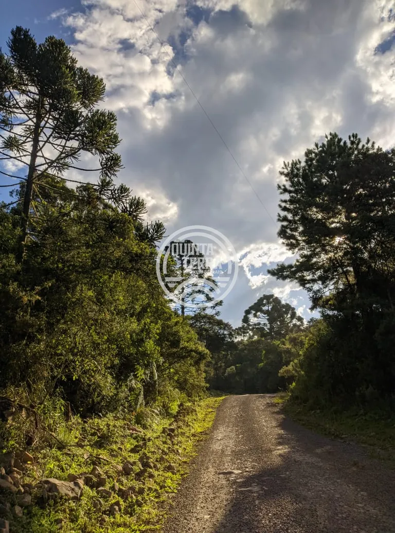 Área à Venda com 20ha - foto 3