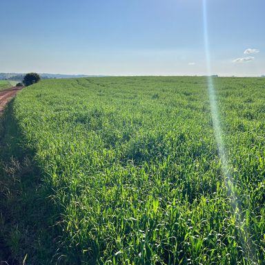Área à Venda com 40ha Barra Funda, Sarandi-RS