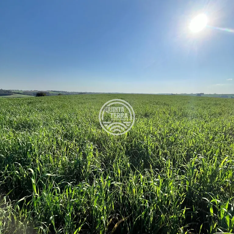 Área à Venda com 40ha - foto 5