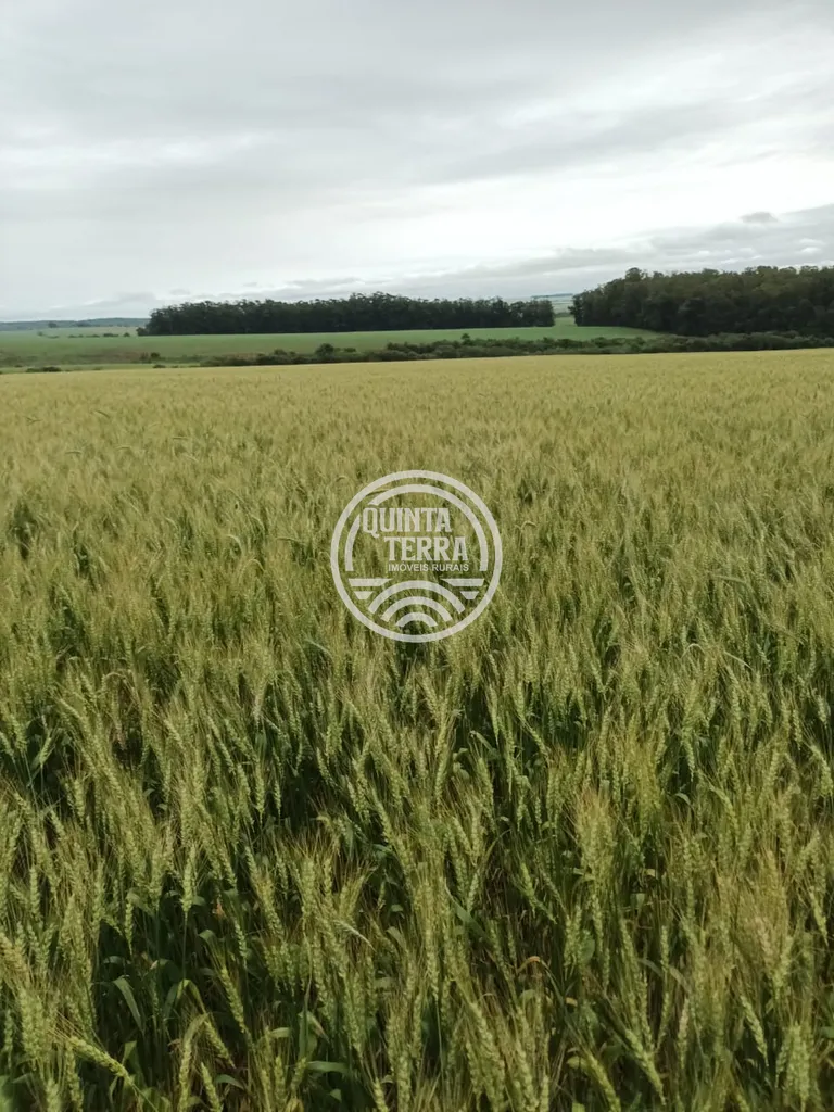 Área à Venda com 277ha - foto 5