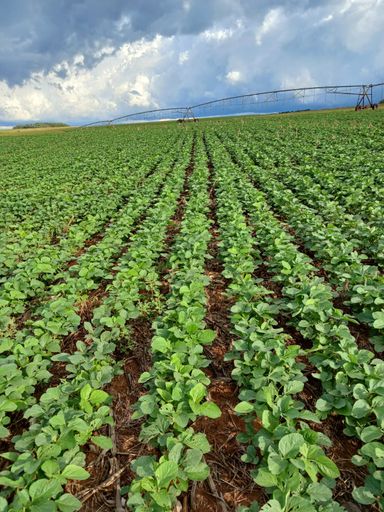 Área à Venda com 277ha Rio Grande do Sul, São Sepé-RS
