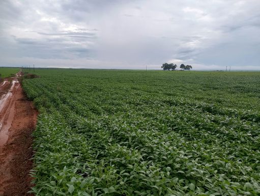 Área à Venda com 338ha Tocantis, Santa Maria do Tocantins-TO