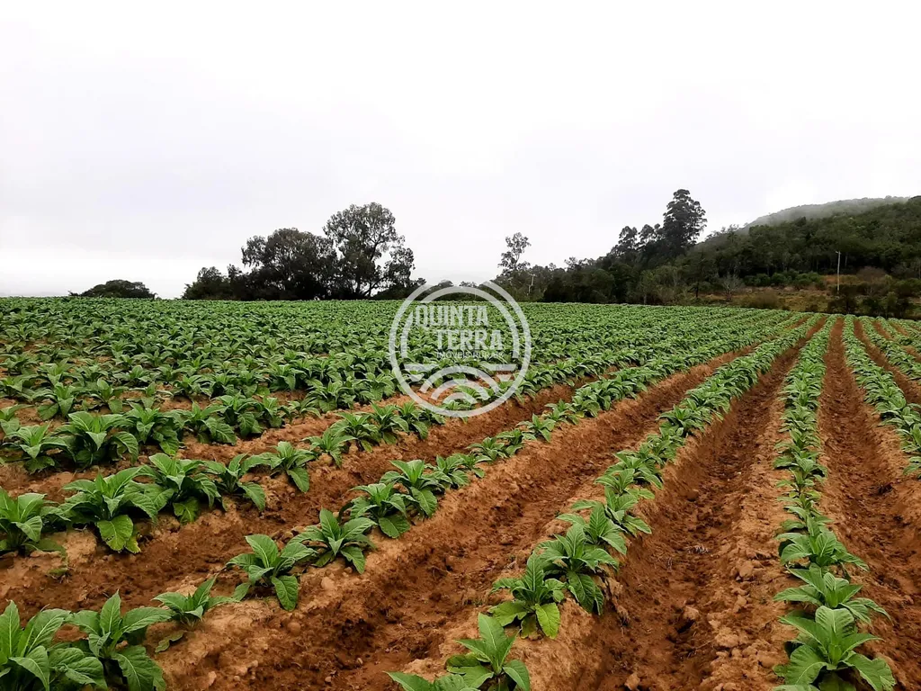 Área à Venda com 12ha - foto 5